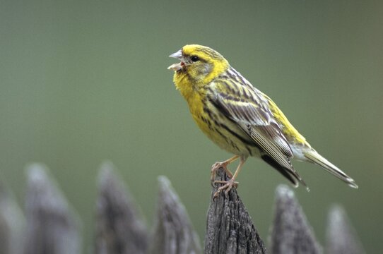 European Serin, serine, serinus serinus, birds, garden fence, song, male, passeri, singing, songbirds, birds