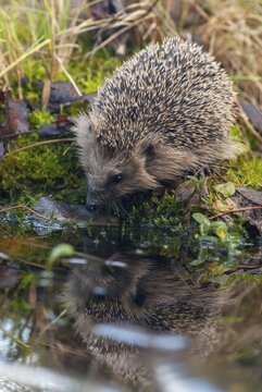 Erinaceus europaeus, hedgehog, insectivora, insectivora, insectivora, high size, portrait, mammals, prickly, mammals