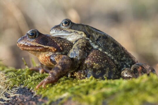 Amplexus, common frog, Rana temporaria, amphibians, amphibians, frog, frog, frogs, spring, clasp grip, amphibians, mating, jumping
