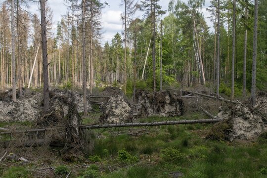 Bark beetles, intensive forestry, dead wood, forest damage, forest damage, forest death