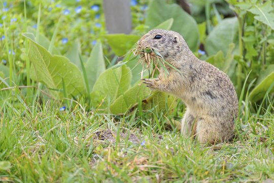 A fully grown European ground squirrel (Spermophilus citellus) carries nesting material in its mouth. Austria