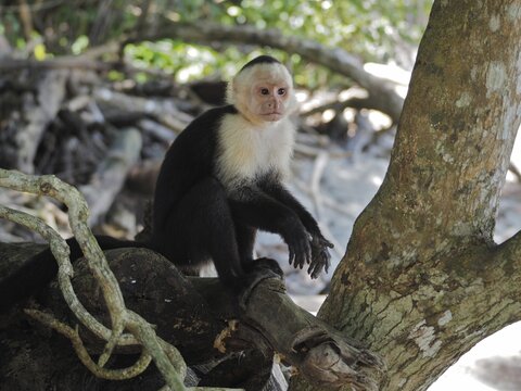 White-headed capuchin (Cebus imitator), Manuel Antonio National Park, Costa Rica, Central America