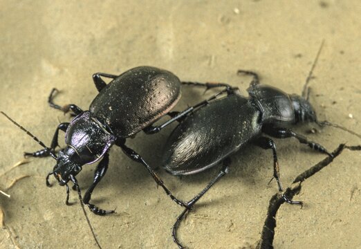 Bronze carabid, Carabus nemoralis, grouse beetles, beetles, insects, beetles