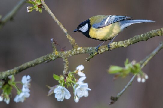 Great tit, great tit, parus major, birds, spring, male, meadow orchard, tit, male, passeri, songbirds, songbirds, jump, orchard, tits, birds