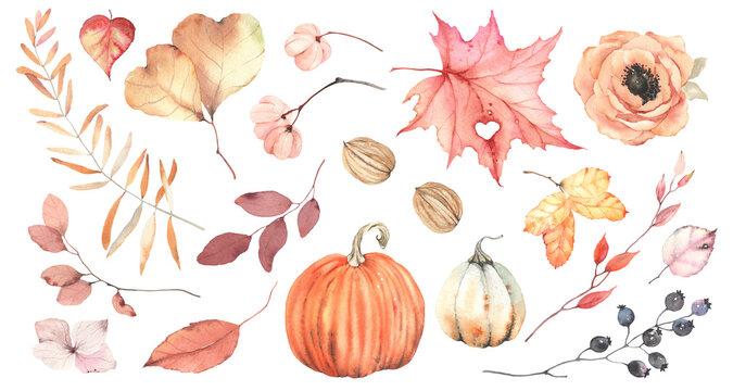 Watercolor autumn set of isolated design elements, pumpkins, walnuts, maple leaf with heart, berries, branches, leaves and delicate flower. Autumn decorative collection for your perfect design.