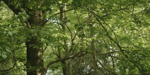 Fototapeta premium Lush Green Tree Canopy in a Sunlit Forest Environment