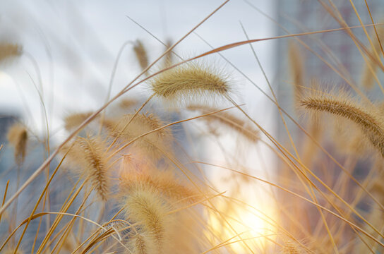 Scenery golden hour select focus of abstract natural on city town blured background. Cogon grass with bokeh background