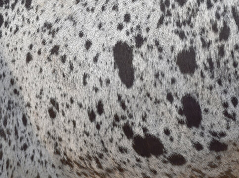 Cow skin texture background, bull leather with fur background closeup, cow hide pattern, The texture is dense and rich, displaying a natural pattern, cow skin hairy texture bull fur animal skin textur