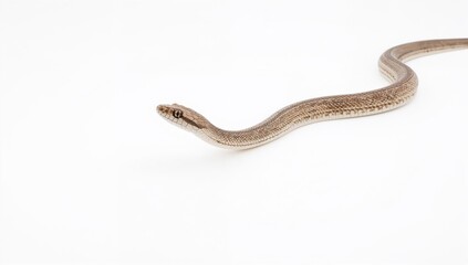 Naklejka premium Brown Snake Isolated on White with Natural Curvature