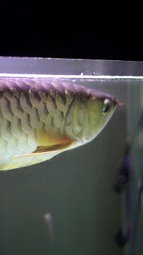 Close up side view of ornamental golden arowana fish, an Asian arowana with shiny scales and beautiful fins, swimming in a bubbly freshwater aquarium.