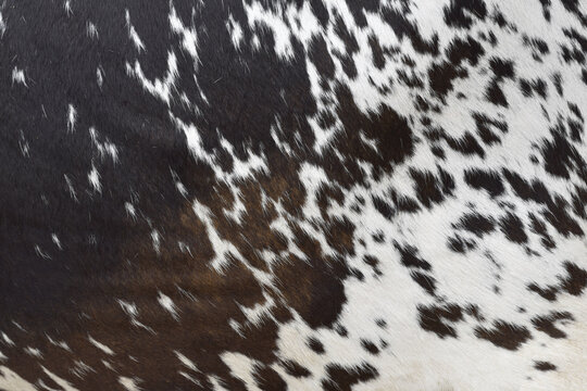 Cow skin texture background, bull leather with fur background closeup, cow hide pattern, The texture is dense and rich, displaying a natural pattern, cow skin hairy texture bull fur animal skin textur