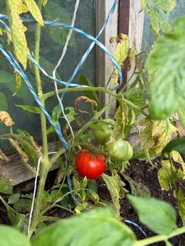 Young tomato plants growing in a greenhouse. A garden photo from a summer cottage. Green, unripe tomatoes.