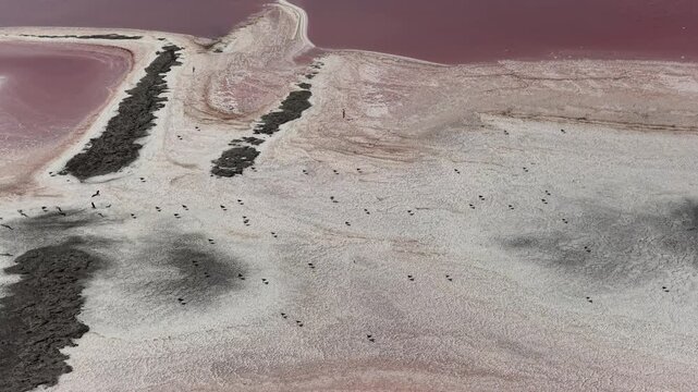 Seagulls on pink salt evaporation ponds in Camargue, southern France, aerial view of salt flats and saline wetlands