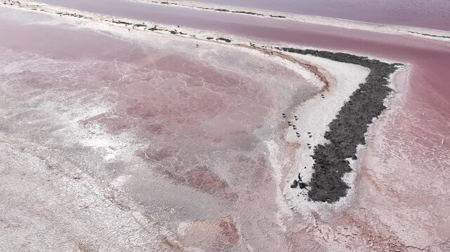 Seagulls on pink salt evaporation ponds in Camargue, southern France, aerial view of salt flats and saline wetlands