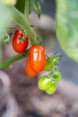 Macro Close-up of Ripe and Unripe Tomatoes Growing on a Vine, Detailed View of Organic Garden Tomato Plant in Natural Sunlight © Joern