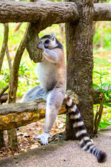 Fototapeta premium Ring-tailed lemur resting on a tree branch. Iconic Madagascar primate with a striped tail. Close-up of a lemur sitting in the trees.