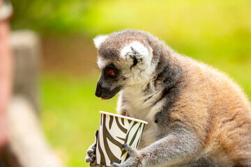 Fototapeta premium A ring-tailed lemur perches on a branch, holding a cup of food at a safari park. The famous Madagascar primate with its striped tail. Close-up of the lemur.