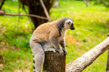 Fototapeta premium Ring-tailed lemur resting on a tree branch. Iconic Madagascar primate with a striped tail. Close-up of a lemur sitting in the trees.