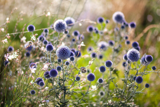 Naturalistic garden design. Blue echinops blooming by white gaura lindheimeri. Summer landscape with perennial flowers