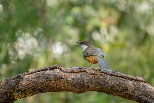 Small white-throated bird perched on a rough tree branch in a lush green forest with wildlife, creature