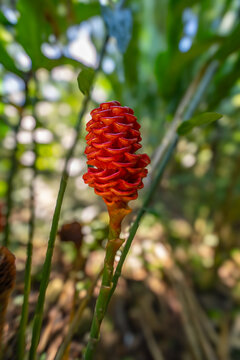 Close-up of a red beehive ginger flower bloom in a tropical garden setting with tropical, botanical