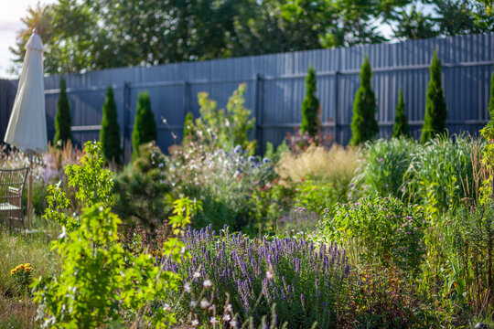 Naturalistic garden design. Hyssopus officinalis blooming by ornamental grasses, perennial flowers, young trees. Summer landscape 