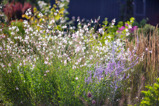Naturalistic garden design. Perovskia blooming by gaura, ornamental grasses. Summer landscape with perennial flowers. Russian sage