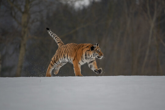 Siberian Tiger running. Beautiful, dynamic and powerful photo of this majestic animal. Set in environment typical for this amazing animal. Birches and meadows