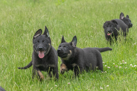 Group of black german shepherd puppies running and playing together in a green summer meadow