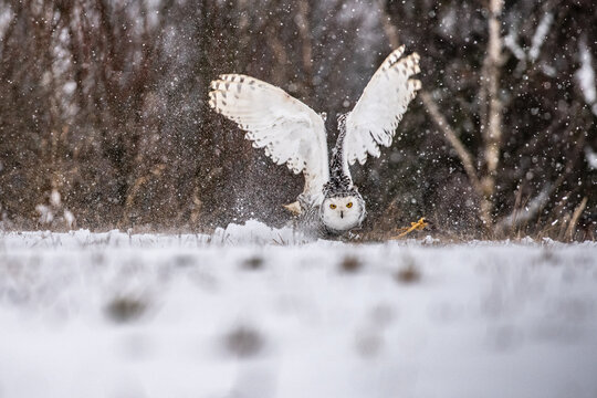 Snowy owl (Bubo scandiacus) spreads its wings as he takes off from a post to hunt in Quebec, Canada