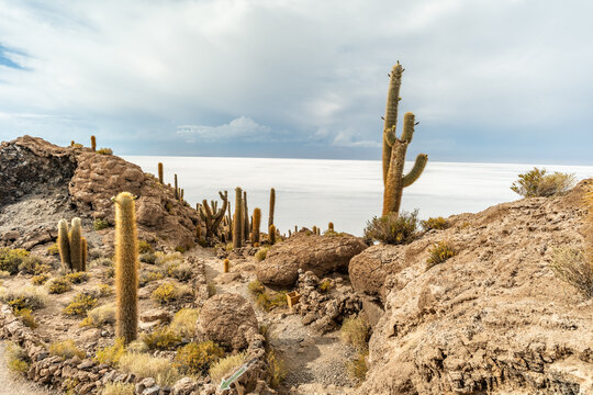 Salar de Uyuni salt plains with large cactuses of island Incahuasi at sunrise time, Andean Altiplano, Bolivia, South America.