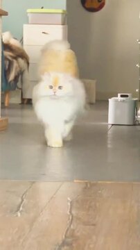 Cute Domestic Cat Looking at Camera Indoor