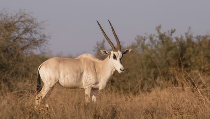Fototapeta premium Grazing Antelope in Golden Grassland Under Clear Sky