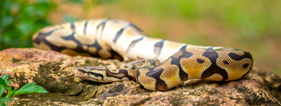 A python lies on the ground and on rocks in the wild. A close-up of a boa constrictor on a rock. Snake skin. Reptile.