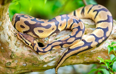 Obraz premium A python lies on the ground and on rocks in the wild.Close-up of a boa constrictor on a tree. Snake skin. Reptile.