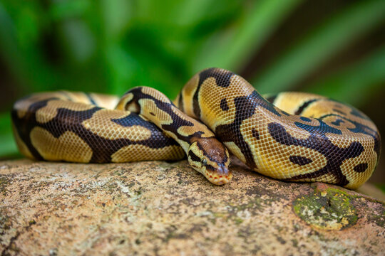 A python lies on the ground and on rocks in the wild. A close-up of a boa constrictor on a rock. Snake skin. Reptile.