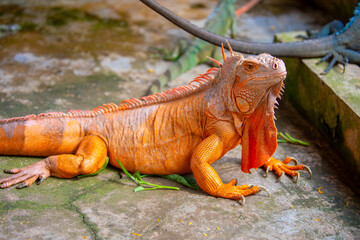 Naklejka premium A close-up of an iguana. A beautiful, multicolored lizard with vibrant, colorful skin. An exotic, tropical animal.