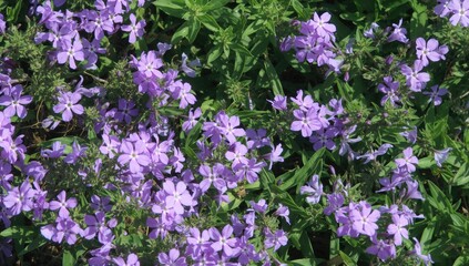 Obraz premium Purple Wildflowers Growing Abundantly in a Lush Green Field