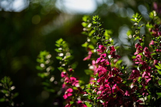 pink flowers blooming under natural sunlight. The selective focus highlights floral organ details against a blurred green backdrop.