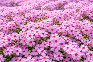 Obraz premium Vibrant Field of Pink Flowers in Full Bloom under Bright Sunlight