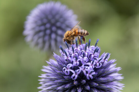 Honey bee collecting nectar from purple globe thistle flower echinops