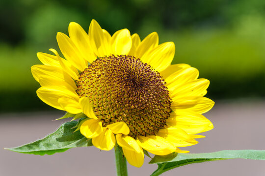 Close Up of Blooming Sunflower against Sunlit Green Background Summer Nature