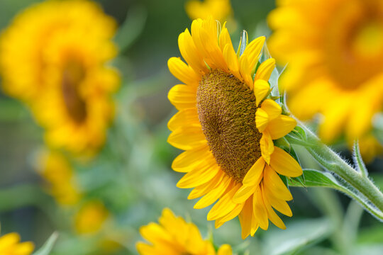 Close Up Side View of Blooming Sunflower in Field Summer Nature Background with Copy Space