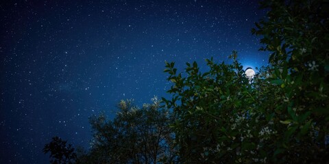 Fototapeta premium Starry Night Sky with Trees and Moonlight in a Clear Atmosphere