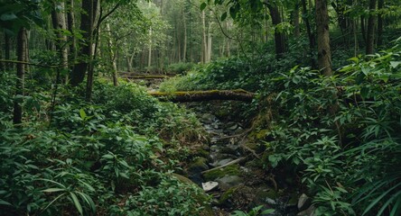 Obraz premium Lush Green Forest with Stream and Fallen Log in Soft Natural Light