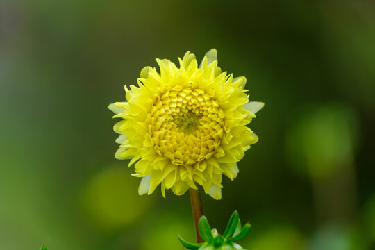 Close Up of Blooming Yellow Dahlia Flower in Summer Nature Background with Copy Space