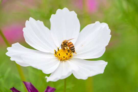 Close Up of Honeybee Collecting Nectar on Blooming White Cosmos Flower in Autumn Nature Background with Soft Bokeh