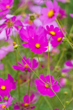 Close Up of Blooming Bright Pink Cosmos Flowers Field in Autumn Nature Background with Copy Space