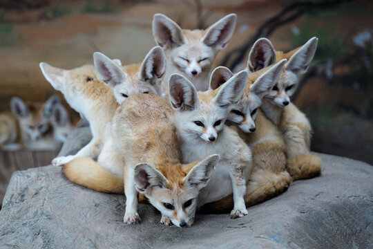 A bunch of cute fennec foxes
