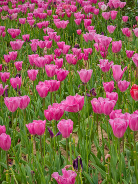 Field of blooming pink tulips in spring garden with green stems and leaves, floral background